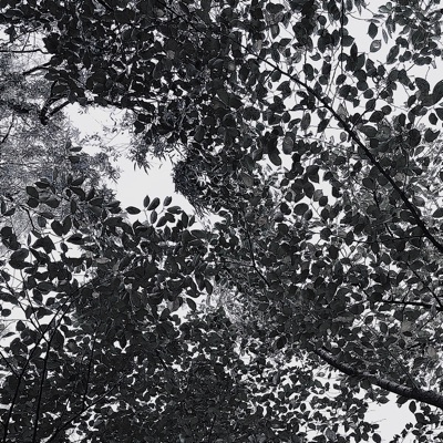 Tree - Single