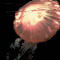 Subside - Search_forever