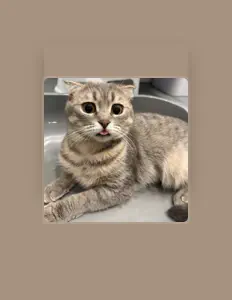 Dengarkan Ar1shka, tonton video musik, baca bio, lihat tanggal tur & lainnya!