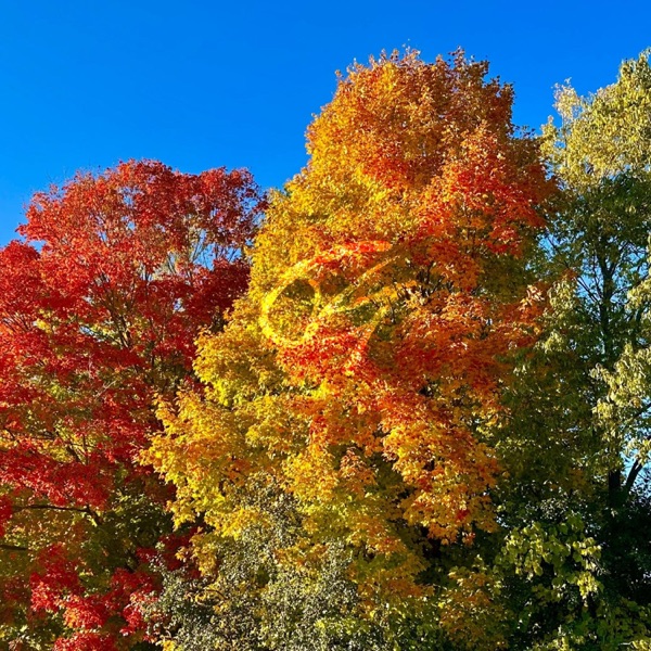 Colorful Trees