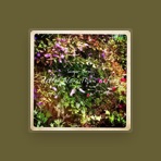 Sugar Grass