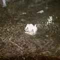 Crawl Ball