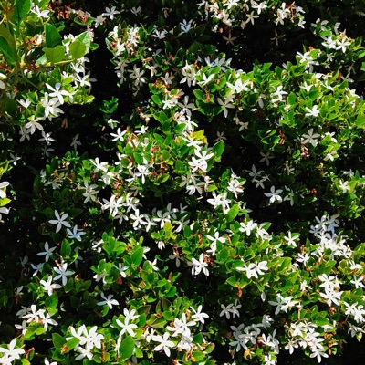 the sunshine tapes vol. 3