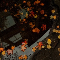 Листопад - Single - AME