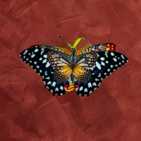 Efecto Mariposa - Single - Ariza