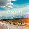 Bluebird - Single