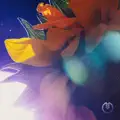 Starlight