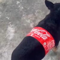 Pills All On Da Counter (feat. Luvwillow & N:3) - Single - willy