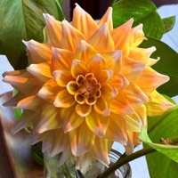 gold - Single - P.J. Pacifico