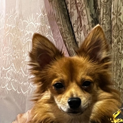 Died (Remastered) - Single