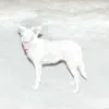 cada vez