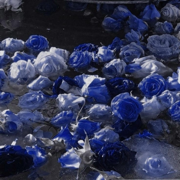 Rivers of Blood - Peaceful Journey Path