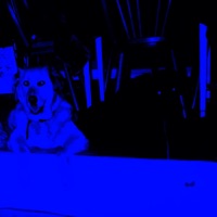 angel divine - Single - Zorrio