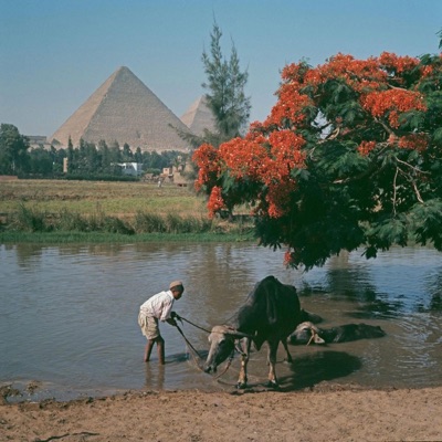 Need moe (feat. VICK! & Mr.strangeloots) - Single