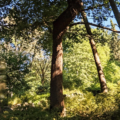 Dance With Me (feat. Amaya) - Single