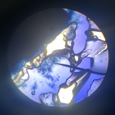 wish feat.zweetcheese - Single