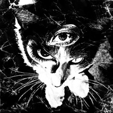 Tokyo Shoegazer - Wisteria