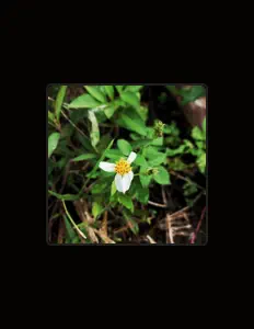 Ouve Justin Alva, vê vídeos de música, lê a biografia, vê as datas da digressão e muito mais!