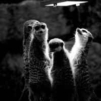 All In - Single - GEOXwill