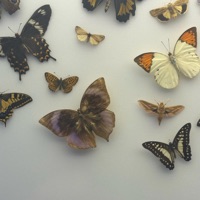 Letters To Myself (feat. Bel Maude) - Baby Panna