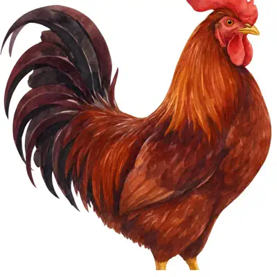 Listen to Rooster Red - Single by Dan Fensom