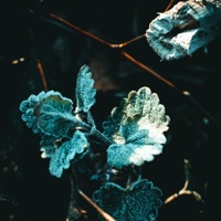 Dream - Single - Kofi Taylor