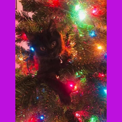 tryna b rich like steve jobs <3 - Single