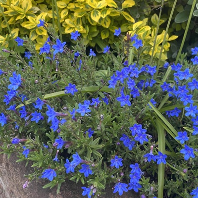 In the Bedroom (feat. Fallen Ang3lx) - Single