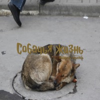 Собачья жизнь - Single - bllack-santa