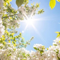 Sequoia (feat. Von Storm) - Single - Everyst