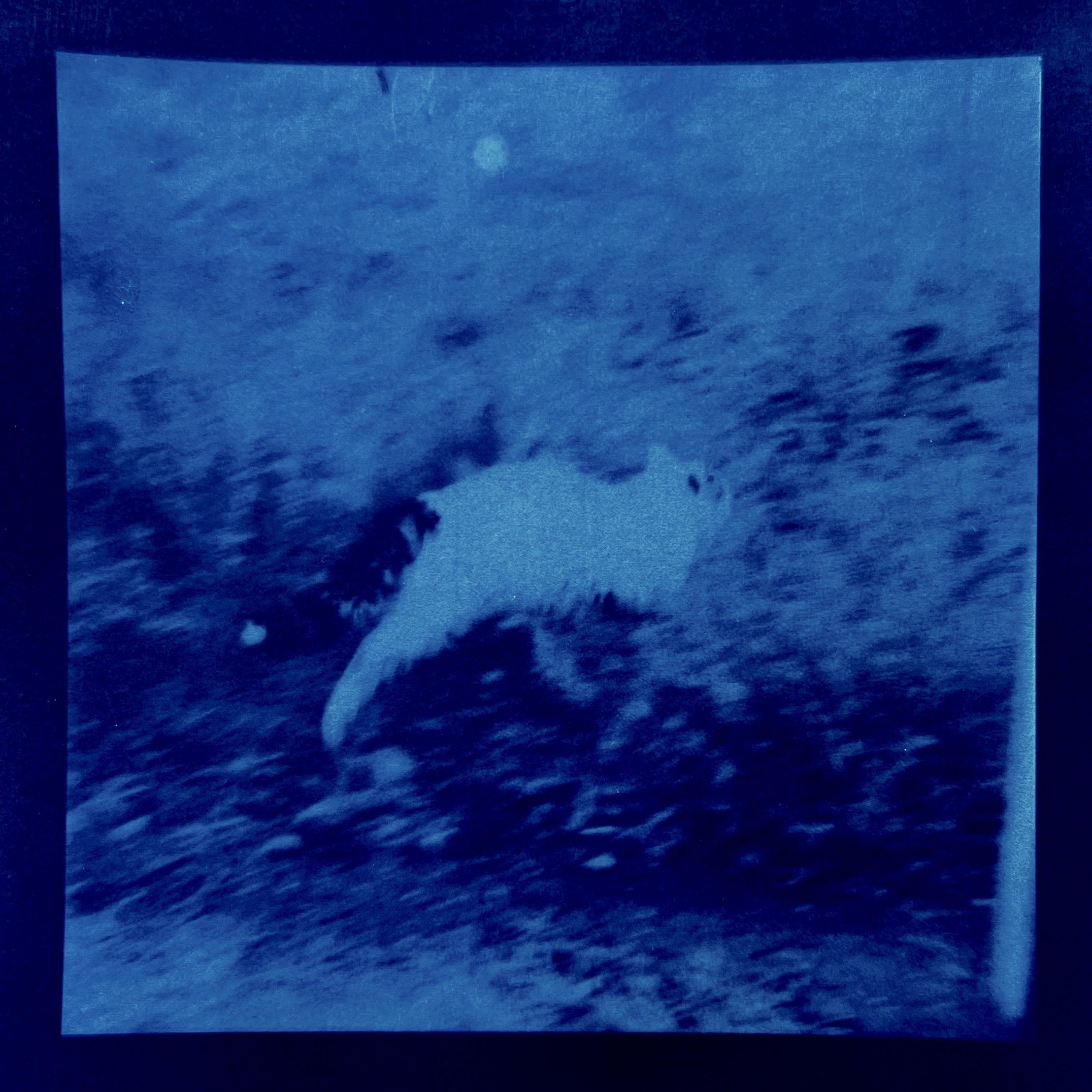 fleas - Single