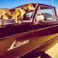 The Oklahoma Rose