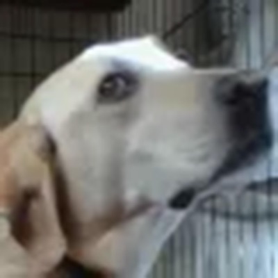 OllieWollie (feat. Burgee) - Single