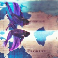 Better Know (How To Swim) - Single - Lonely Playboy