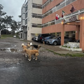 hop that fence trevmas