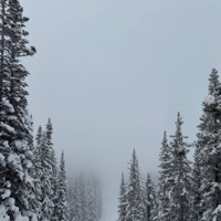 Whispering Pines - Single - Elk Beats