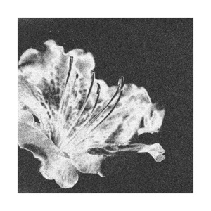 Selune