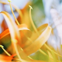 give - Single - puulse