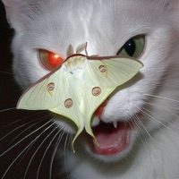 Waterproof - Single - Defrutos & PCZ