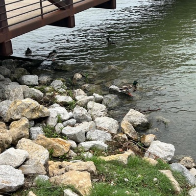 grapevine (feat. pdktp) - Single