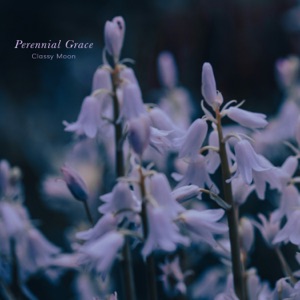 Perennial Grace
