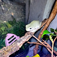 FROG TIME - Single - PATSY