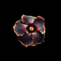 The Plug in My Blood - Single - Moonhuman & R2K