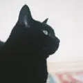 Velvet Shadow