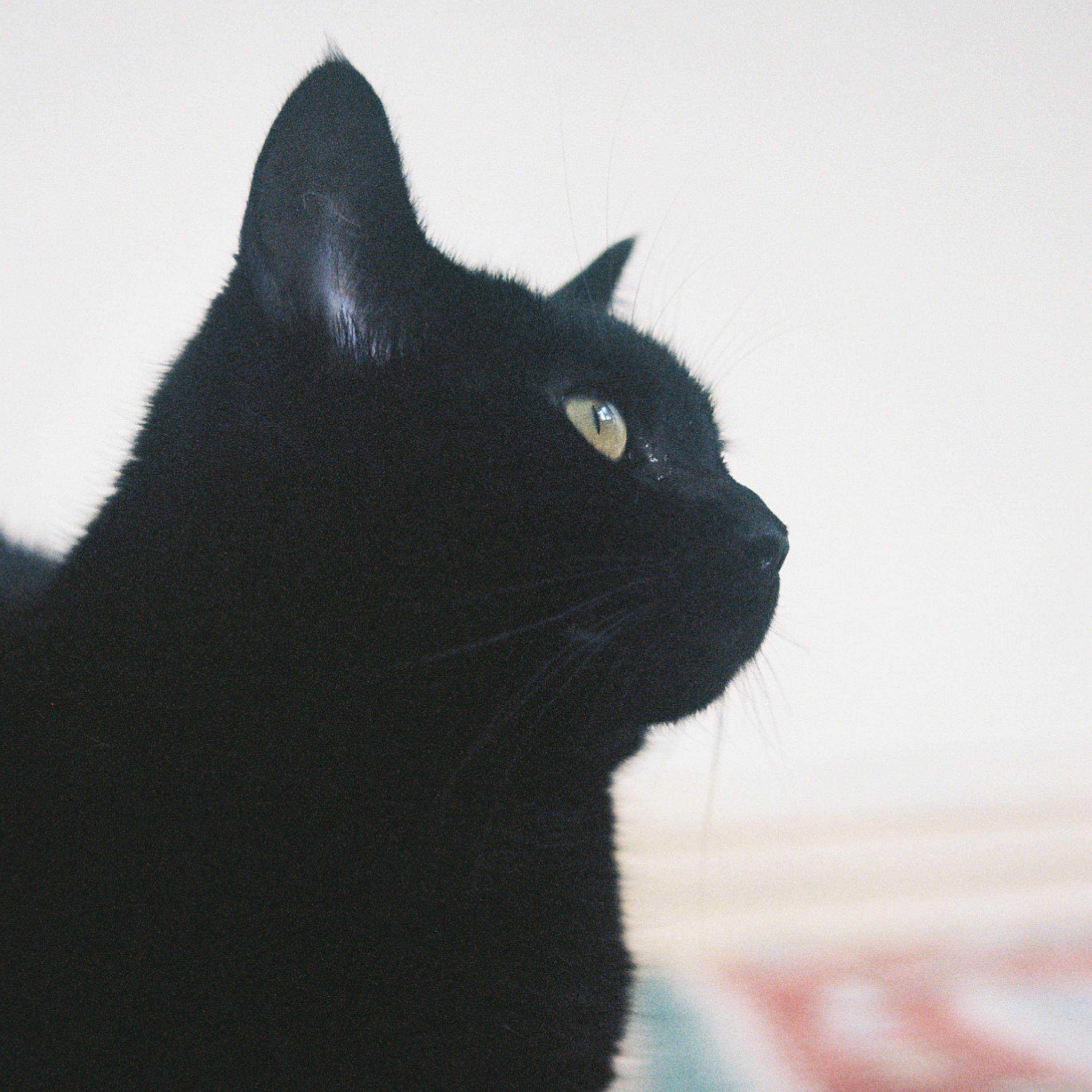 velvet shadow - Single