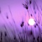 Promise of a Lifetime - Mona Slowly & Taoufik Yatabaslam lyrics