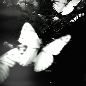 jasmine - Single