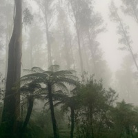 Love or Lust - Single - Slerpy Sounds