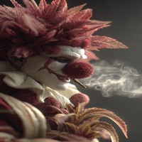 Aroma (feat. Skeder & Bokazeka) - Single - PpKachorro