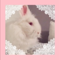 Bunny Love - Single - Shxpe Shifter